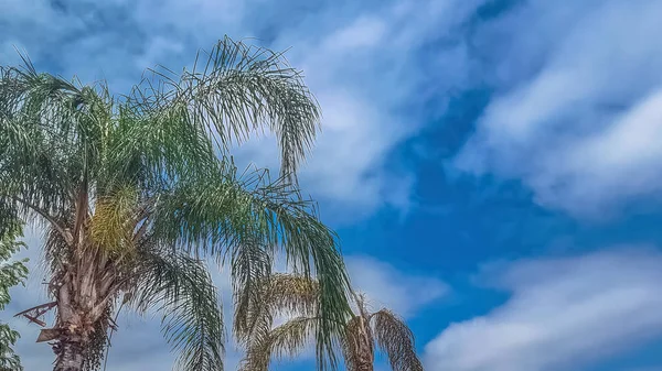 Vista dettagliata di una palma con cielo blu con nuvole — Foto Stock