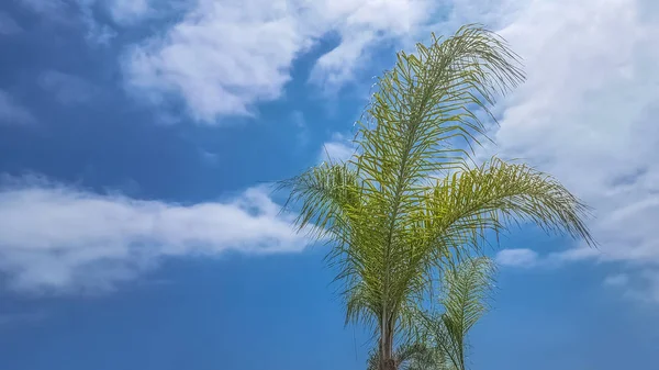 Vista dettagliata di una palma con cielo blu con nuvole — Foto Stock