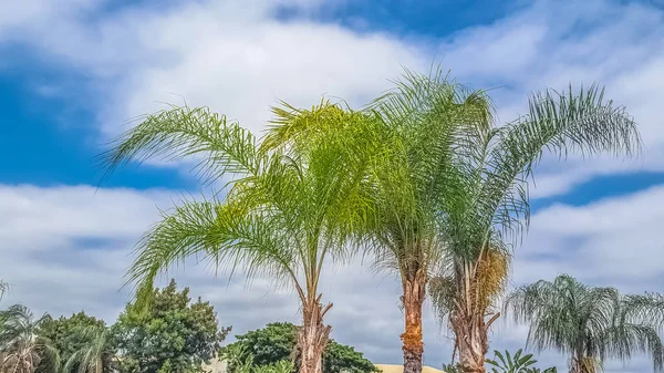 Vista detalhada de palmeiras com céu azul com nuvens — Fotografia de Stock