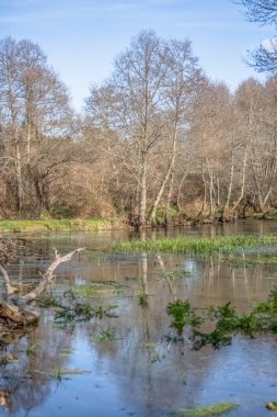 Ağaçlar, kayalar ve bitkilerin kıyılarında olduğu bir nehrin görünümü