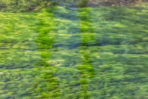 Podrobný pohled na texturu zelených mořských řas v rámci říční vody — Stock fotografie