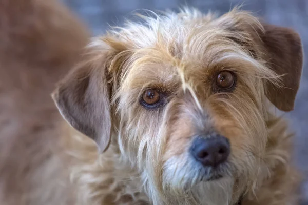 Vista de perro doméstico sin una raza determinada, peludo y muy divertido y expresivo —  Fotos de Stock