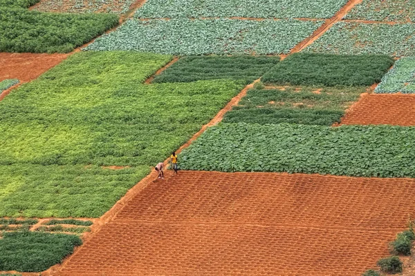 Vista aérea das terras agrícolas para a agricultura tradicional com os agricultores tradicionais que cultivam a terra — Fotografia de Stock