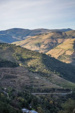 Tipik bir Douro nehri kıyısı manzarası. Üzüm bağları tipik Douro üzümleri üretiyor.