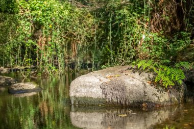 Ağaçlar, kayalar ve bitkilerin kıyılarda olduğu bir nehrin görünümü, sudaki yansımalar ve parlak renkler, Portekiz