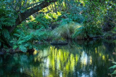 Nehir manzarası, kıyılarda ağaçlar, kayalar ve bitki örtüsü, suda yansımalar ve parlak renkler.