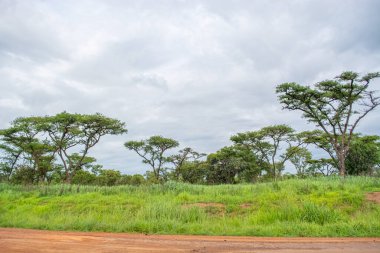 Arkaplan olarak tipik tropikal manzara, ağaçlar ve diğer bitki örtüsü türleri, bulutlu gökyüzü görüntüsü
