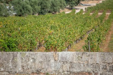 Üzüm bağları olan bir çiftlik manzarası, tipik Portekiz manzarası....