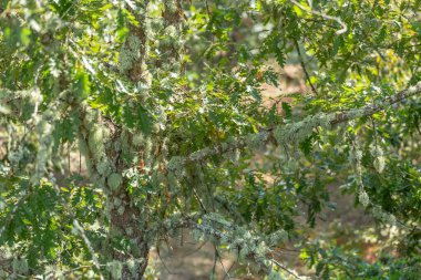 Bir meşenin merkez kısmının detaylı görüntüsü, yapısal çekiş ve dallar, küçük beyaz mantarlar, dallar ve arka plan olarak yapraklarla dokulu kabuk