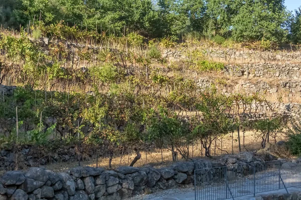 Widok Farmę Tarasem Winnic Typowy Portugalski Krajobraz — Zdjęcie stockowe