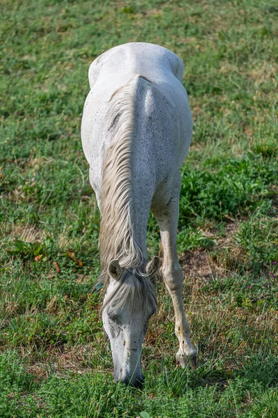 Veduta Bellissimo Cavallo Bianco Pascolo Campo Erbe Verdi — Foto Stock