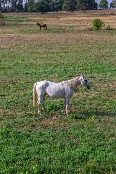 Vista Belo Cavalo Branco Pastando Campo Ervas Verdes Cavalo Marrom — Fotografia de Stock