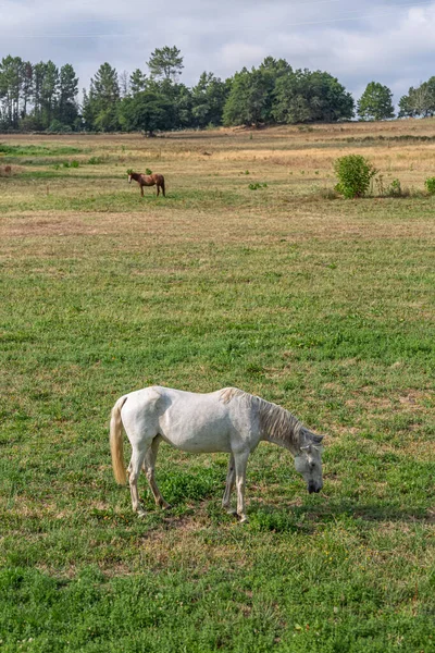 Vista Belo Cavalo Branco Pastando Campo Ervas Verdes Cavalo Marrom — Fotografia de Stock