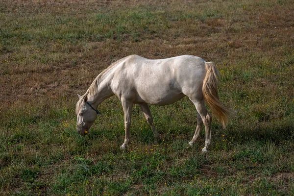 Vista Del Hermoso Caballo Blanco Pastando Campo Hierbas Verdes —  Fotos de Stock