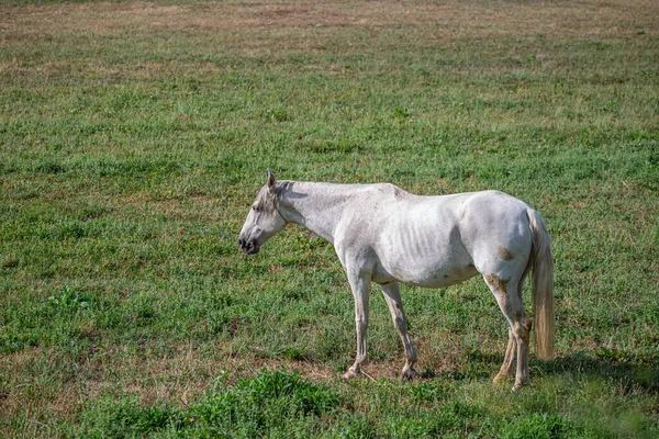 Vista Del Hermoso Caballo Blanco Pastando Campo Hierbas Verdes —  Fotos de Stock