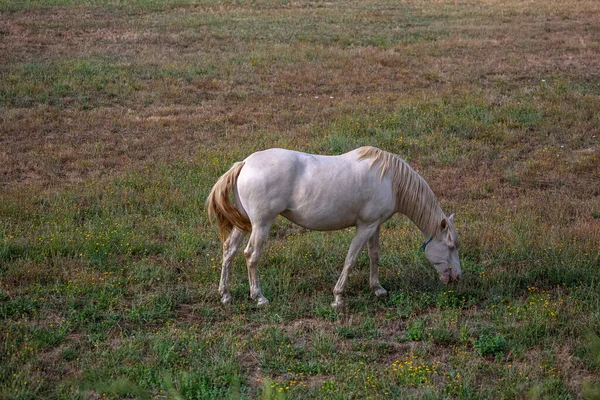 Blick Auf Schöne Weiße Pferde Die Einem Feld Grüner Kräuter — Stockfoto