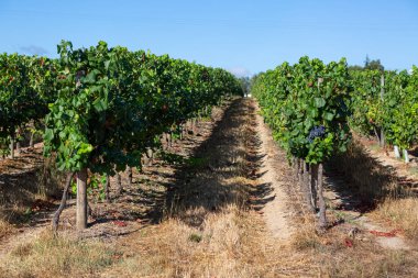 Bir çiftlik manzarası, üzüm bağları olan tarım alanları, tipik olarak Akdeniz....