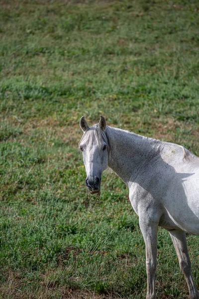 Vista Belo Cavalo Branco Pastando Campo Ervas Verdes — Fotografia de Stock
