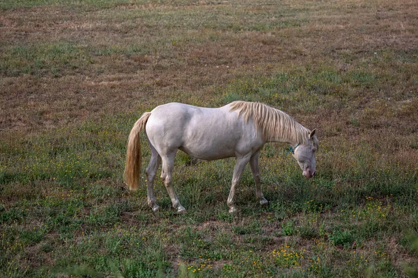 Vista Del Hermoso Caballo Blanco Pastando Campo Hierbas Verdes —  Fotos de Stock