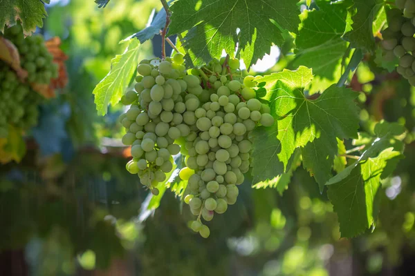 Detail Sekelompok Anggur Masih Hijau Lahan Pertanian Dengan Kebun Anggur — Stok Foto