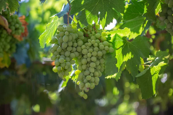 Detalhe Bando Uvas Ainda Verdes Campos Agrícolas Com Vinhas Tipicamente — Fotografia de Stock