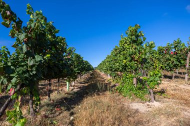 Bir çiftlik manzarası, üzüm bağları olan tarım alanları, tipik olarak Akdeniz....