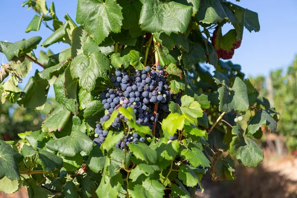 Detalj Ett Gäng Druvor Fortfarande Gröna Jordbruksfält Med Vingårdar Typiskt — Stockfoto