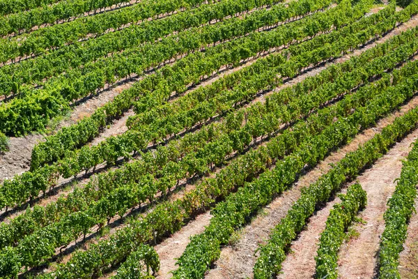 Vista Vinhas Com Vinhas Campos Agrícolas Paisagem Tipicamente Mediterrânica — Fotografia de Stock