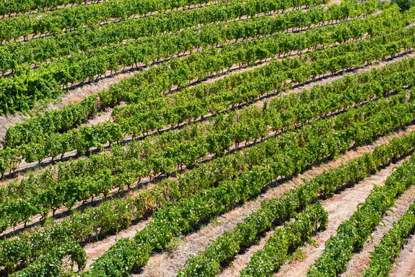 Vista Vinhas Com Vinhas Campos Agrícolas Paisagem Tipicamente Mediterrânica — Fotografia de Stock