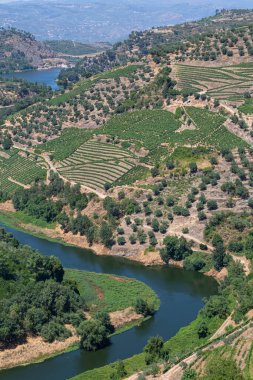 Douro nehrindeki hava manzarası, Portekiz 'in kuzeyindeki dağlık arazilerin tipik manzarası, üzüm bağları ve zeytin ağaçları için tarım seviyeleri