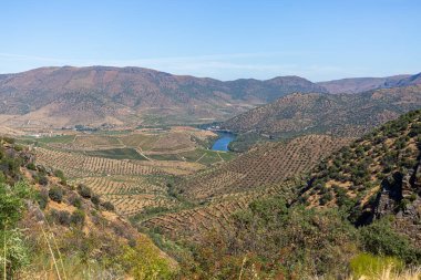 Uluslararası Douro Parkı 'nın tipik panoramik manzarası, Portekiz' in kuzeyindeki dağlık alanlar, üzüm bağları ve zeytin ağaçları için tarım seviyeleri...