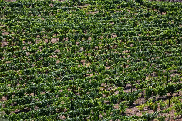 View Vineyards Vines Agricultural Farm Fields Typically Mediterranean Landscape — Stock Photo, Image