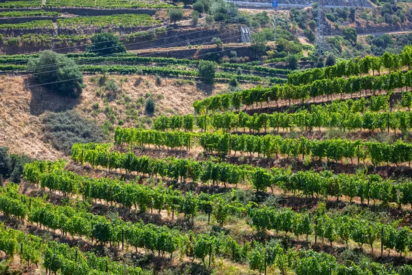 Vista Vinhas Com Vinhas Campos Agrícolas Paisagem Tipicamente Mediterrânica — Fotografia de Stock