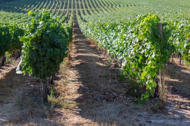 Bir çiftlik manzarası, üzüm bağları olan tarım alanları, tipik olarak Akdeniz....