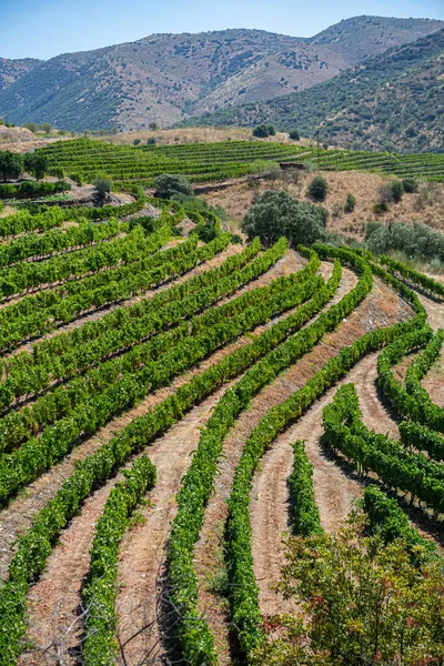 Vista Uma Quinta Campos Agrícolas Com Vinhas Tipicamente Mediterrânicos — Fotografia de Stock