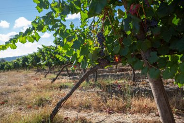 Bir demet üzümün ayrıntıları hala yeşil, tarım arazilerinde üzüm bağları, tipik olarak Akdeniz
