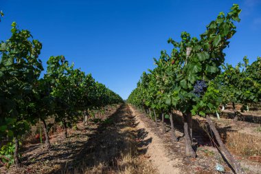 Bir çiftlik manzarası, üzüm bağları olan tarım alanları, tipik olarak Akdeniz....