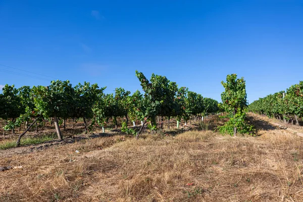 Veduta Dei Vigneti Con Viti Campi Agricoli Paesaggio Tipicamente Mediterraneo — Foto Stock