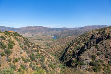 Uluslararası Douro Parkı 'nın tipik manzarası, Portekiz' in kuzeyindeki dağlık arazi, üzüm bağları ve zeytin ağaçları için tarım seviyeleri