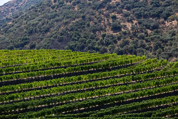 Vista Vinhas Com Vinhas Campos Agrícolas Paisagem Tipicamente Mediterrânica — Fotografia de Stock