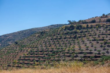 Portekiz 'in kuzeyindeki dağlık arazinin tipik manzarasına bakın, zeytin ağacı koruluklarının tarım seviyeleri...