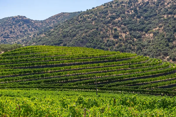 Vista Viñedos Con Viñas Campos Agrícolas Paisaje Típicamente Mediterráneo — Foto de Stock