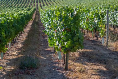 Bir çiftlik manzarası, üzüm bağları olan tarım alanları, tipik olarak Akdeniz....
