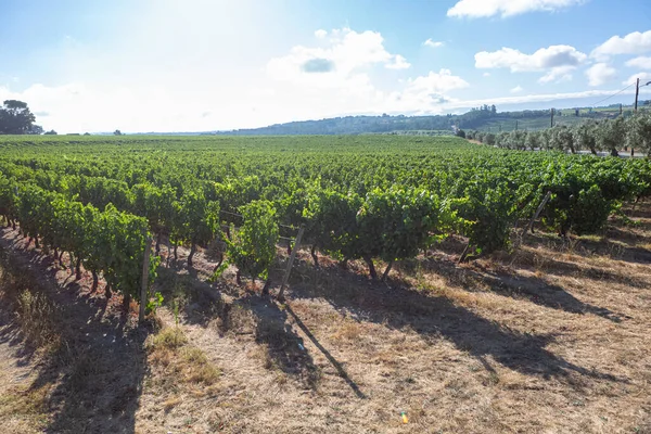 Vista Azienda Agricola Campi Agricoli Con Vigneti Tipicamente Mediterranei — Foto Stock