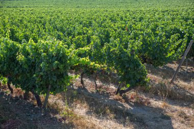 Bir çiftlik manzarası, üzüm bağları olan tarım alanları, tipik olarak Akdeniz....
