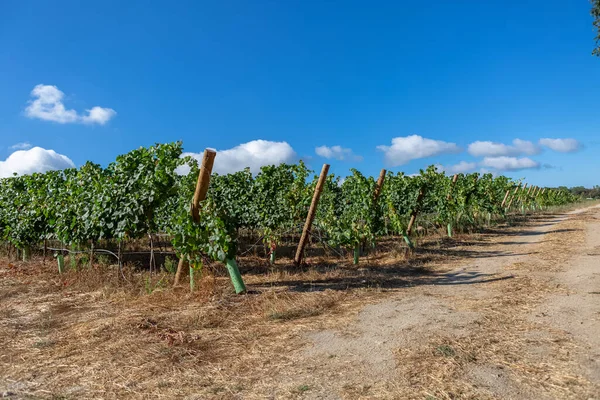 Vista Una Granja Campos Agrícolas Con Viñedos Típicamente Mediterráneos — Foto de Stock