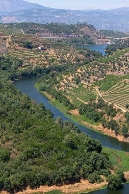 Douro nehrindeki hava manzarası, Portekiz 'in kuzeyindeki dağlık arazilerin tipik manzarası, üzüm bağları ve zeytin ağaçları için tarım seviyeleri...