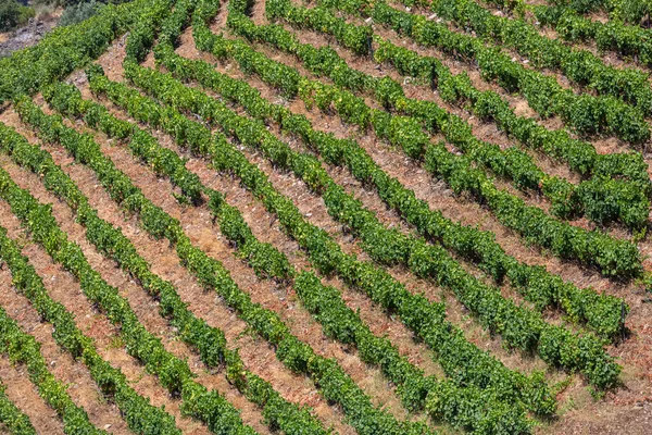 Vista Uma Quinta Campos Agrícolas Com Vinhas Tipicamente Mediterrânicos — Fotografia de Stock