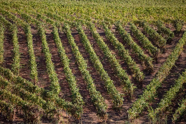 Vista Uma Quinta Campos Agrícolas Com Vinhas Tipicamente Mediterrânicos — Fotografia de Stock