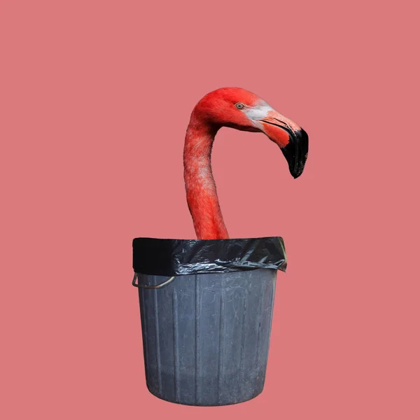 Kolase Seni Kontemporer Flamingo Pink Mengintip Dari Tempat Sampah — Stok Foto